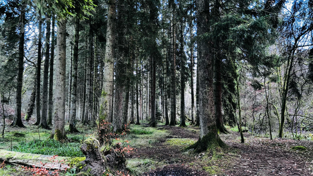 Wooded forest with tall trees and a path